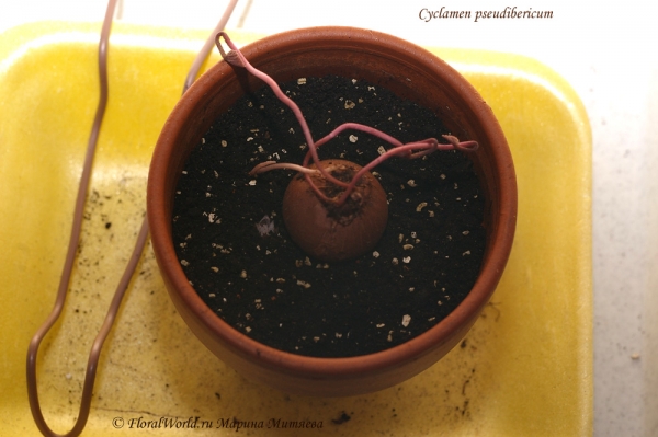 Cyclamen pseudibericum 
посадка
Ключевые слова: Cyclamen pseudibericum