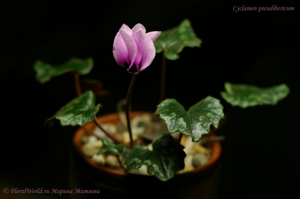 Cyclamen pseudibericum
Ключевые слова: Cyclamen pseudibericum