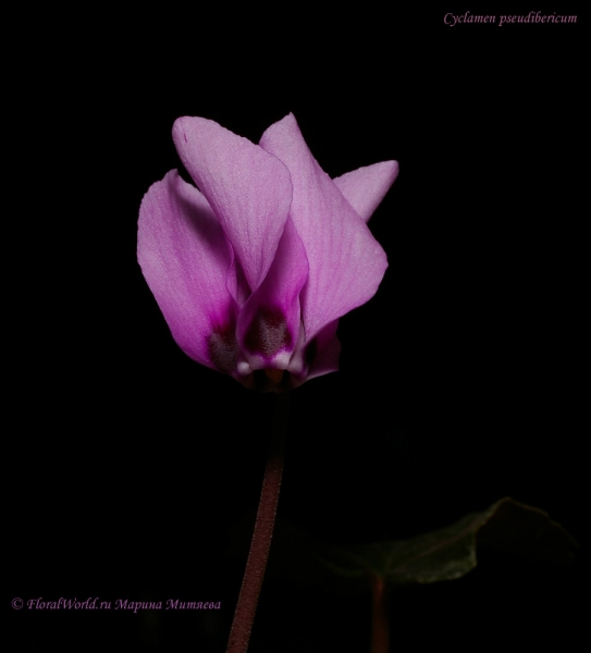 Cyclamen pseudibericum
Ключевые слова: Cyclamen pseudibericum