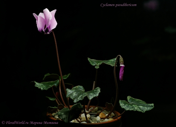 Cyclamen pseudibericum
Ключевые слова: Cyclamen pseudibericum