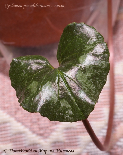 Cyclamen pseudibericum
лист цикламена
Ключевые слова: Cyclamen pseudibericum