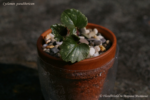 Cyclamen pseudibericum
Ключевые слова: Cyclamen pseudibericum