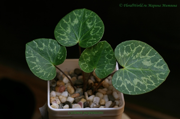 Cyclamen purpurascens  (fatrense)
Ключевые слова: Cyclamen purpurascens (fatrense)