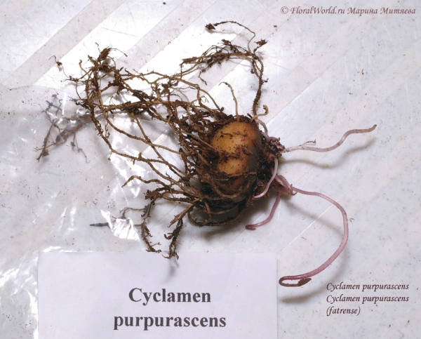 Cyclamen purpurascens  (fatrense)
Ключевые слова: Cyclamen purpurascens (fatrense)