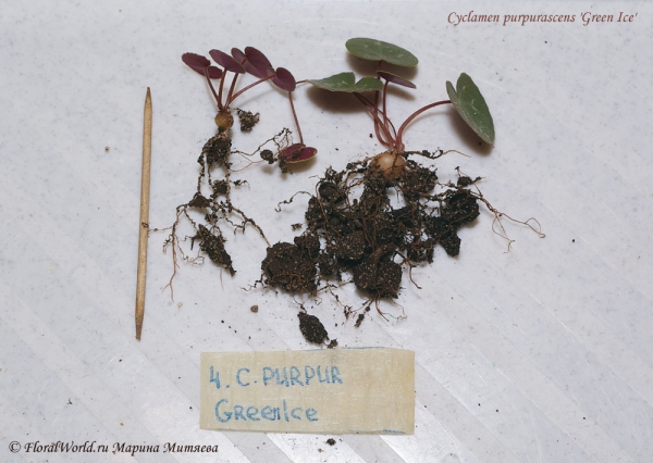 Cyclamen purpurascens Green Ice
Пересадка.
Ключевые слова: Cyclamen purpurascens Green Ice