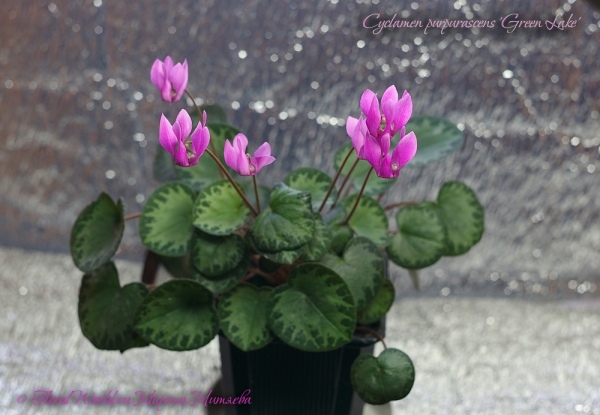 Cyclamen purpurascens Green Lake
Ключевые слова: Cyclamen purpurascens Green Lake