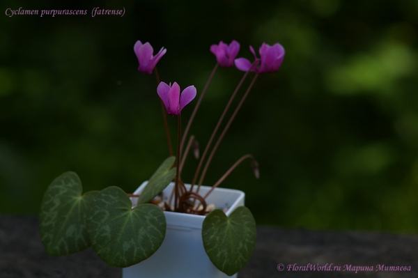 Cyclamen purpurascens  (fatrense)
Ключевые слова: Cyclamen purpurascens (fatrense)