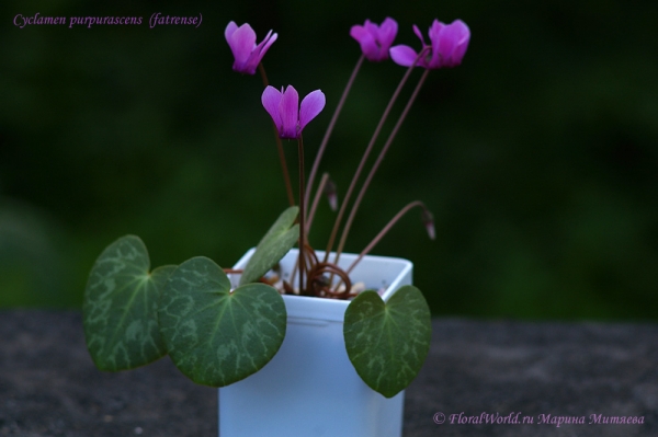 Cyclamen purpurascens  (fatrense)
Ключевые слова: Cyclamen purpurascens (fatrense)