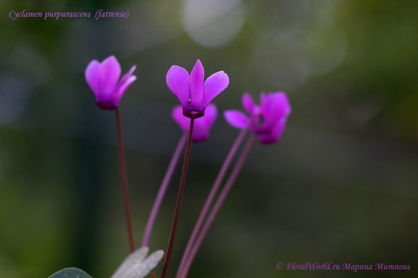 Cyclamen purpurascens  (fatrense)
Ключевые слова: Cyclamen purpurascens (fatrense)