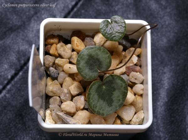 Cyclamen purpurascens silver leaf, seeds from total silver leaved plants
Ключевые слова: Cyclamen purpurascens silver leaf seeds from total silver leaved plants