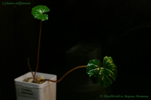 Cyclamen rohlfsianum
Ключевые слова: Cyclamen rohlfsianum