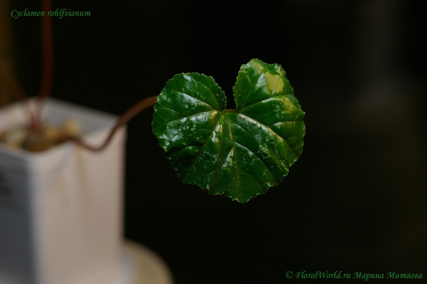 Cyclamen rohlfsianum
Ключевые слова: Cyclamen rohlfsianum