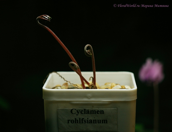 Cyclamen rohlfsianum
Ключевые слова: Cyclamen rohlfsianum