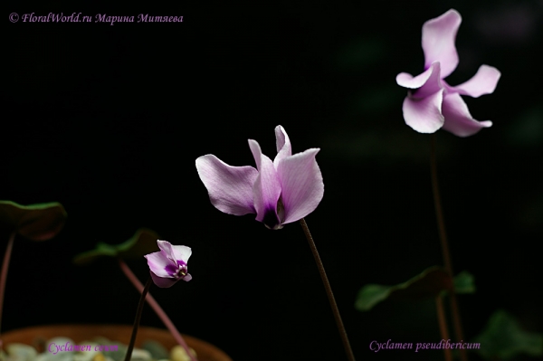 Cyclamen coum & Cyclamen pseudibericum
Ключевые слова: Cyclamen coum Cyclamen pseudibericum