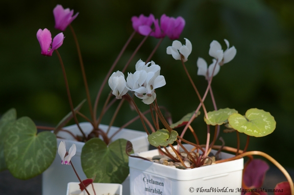 Cyclamen purpurascens  (fatrense)
Ключевые слова: Cyclamen purpurascens (fatrense)