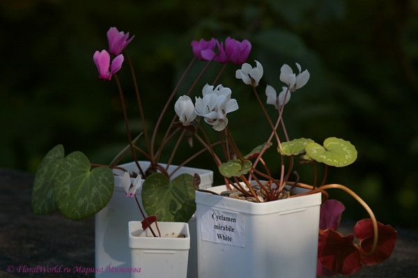 Цикламены (Cyclamen sp)
Ключевые слова: Цикламены Cyclamen sp