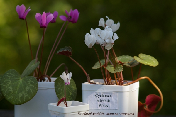 Цикламены (Cyclamen sp.)
Ключевые слова: Цикламены Cyclamen sp.