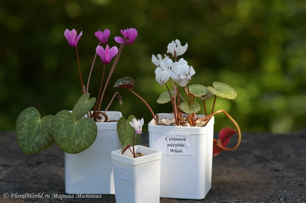 Цикламены (Cyclamen sp.)
Ключевые слова: Цикламены Cyclamen sp,