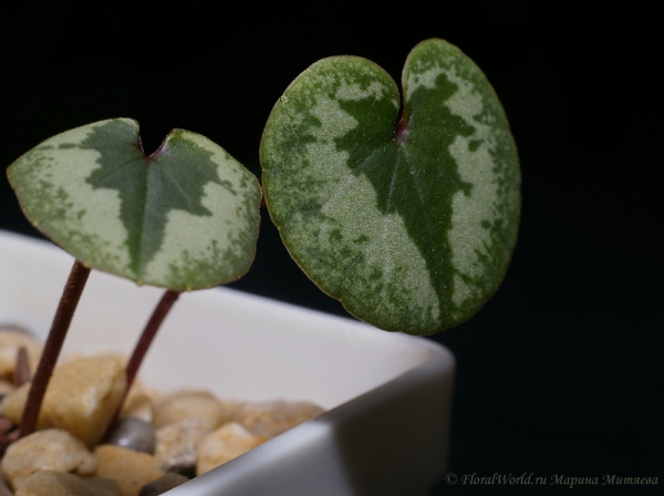 Сеяла как Cyclamen  coum bicoloured flowers 
