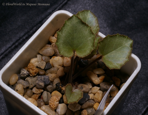 Cyclamen graecum ex CSE ?
