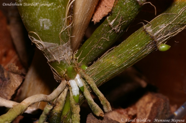 Растет новая псевдобульба у Dendrobium 'Stardust' (orange)
Ключевые слова:  Рост новой псевдобульбы Dendrobium 'Stardust' (orange) фото