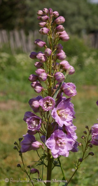 Дельфиниум (Delphinium)
Освещенный ярким летним солнцем дельфиниум. Растет у наших соседей на участке.
Ключевые слова: дельфиниум delphinium лето фото