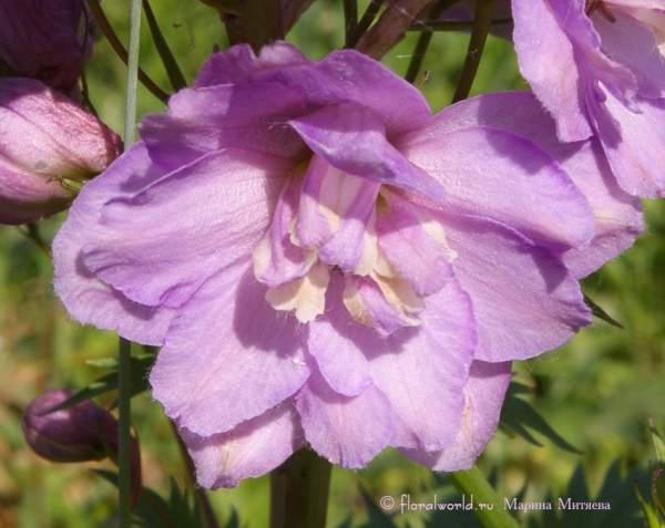 Цветок дельфиниума (Delphinium)
Вот такой удивительно нежный цветок в цветоносе у дельфиниума. 
Ключевые слова: дельфиниум delphinium лето фото