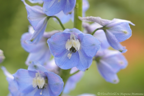 Дельфиниум (Delphinium)
Ключевые слова: Дельфиниум Delphinium