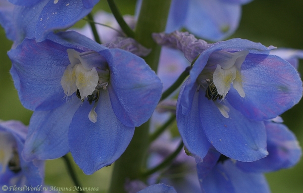 Дельфиниум (Delphinium)
Ключевые слова: Дельфиниум Delphinium