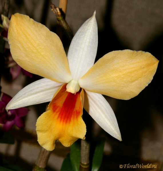 Dendrobium Hiroshi
коллекционер Татьяна Лебедева
Ключевые слова: Dendrobium Hiroshi фото