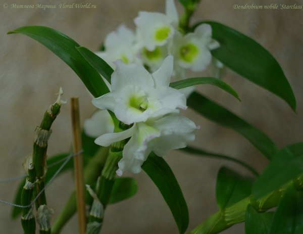 Dendrobium nobile ‘Starclass’
Ключевые слова: Dendrobium nobile Starclass