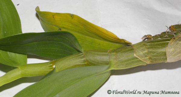 Dendrobium 'Stardust' (orange)
Пожелтевший лист на псевдобульбе дендробиума, пришедшего из Тайваня. 

Лист после фотографирования я срезала. 
Ключевые слова: Dendrobium Stardust  orange