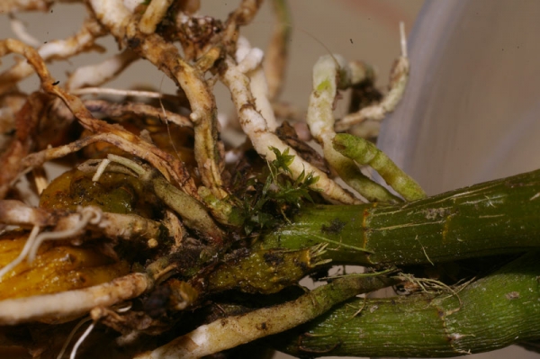 Dendrobium 'Stardust' (orange)
Предположительно растущий сфагнум среди корней дендробиума, пришедшего из Тайваня.
Ключевые слова: Dendrobium Stardust  orange