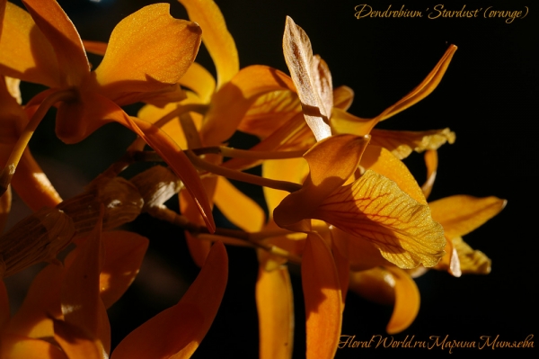 Dendrobium 'Stardust' (orange)
Ключевые слова: Dendrobium 'Stardust' (orange)