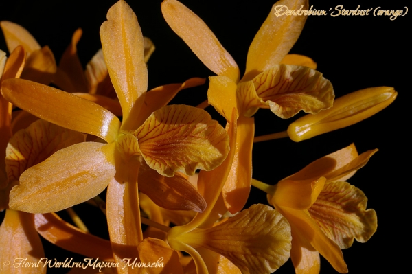 Dendrobium 'Stardust' (orange)
Ключевые слова: Dendrobium 'Stardust' (orange)