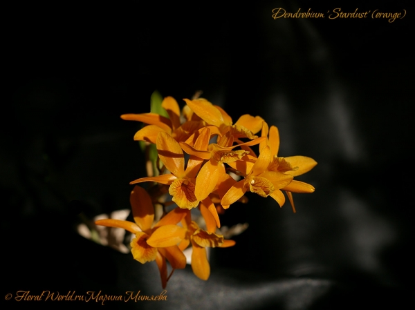 Dendrobium 'Stardust' (orange)
Ключевые слова: Dendrobium 'Stardust' (orange)