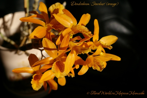 Dendrobium 'Stardust' (orange)
Ключевые слова: Dendrobium 'Stardust' (orange)