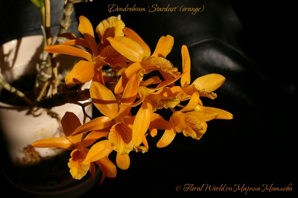 Dendrobium 'Stardust' (orange)
Ключевые слова: Dendrobium 'Stardust' (orange)