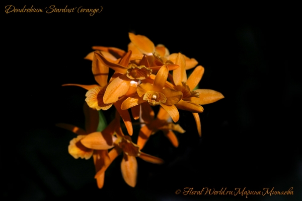 Dendrobium 'Stardust' (orange)
Ключевые слова: Dendrobium 'Stardust' (orange)