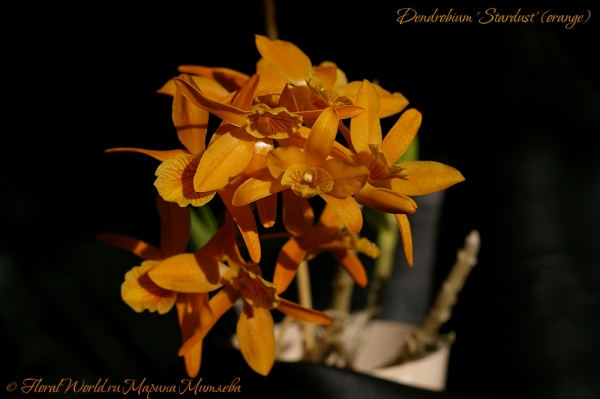 Dendrobium 'Stardust' (orange)
Ключевые слова: Dendrobium 'Stardust' (orange)