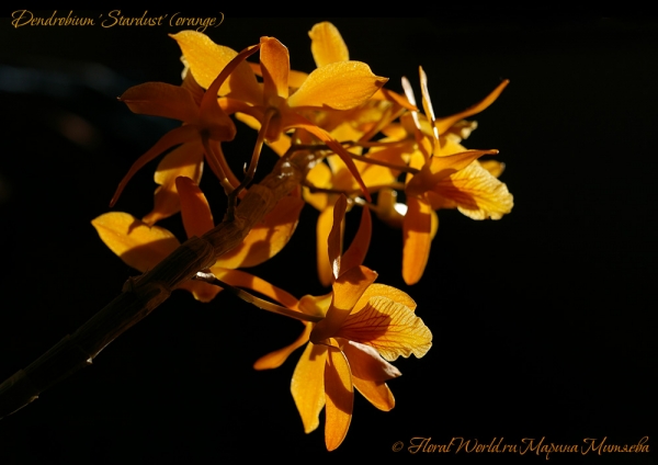 Dendrobium 'Stardust' (orange)
Ключевые слова: Dendrobium 'Stardust' (orange)