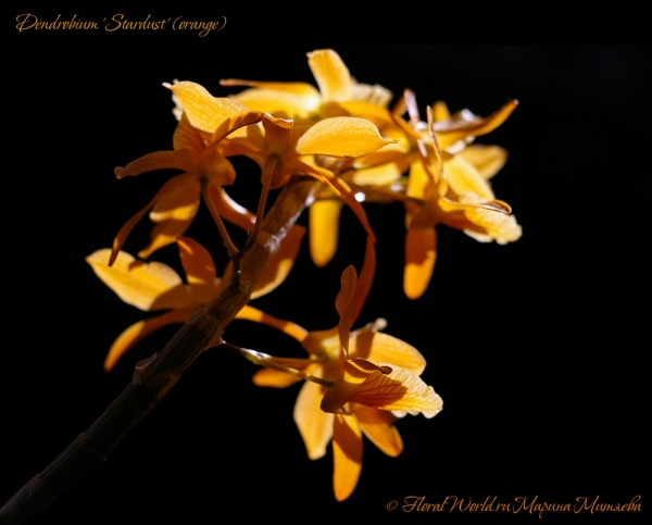 Dendrobium 'Stardust' (orange)
Ключевые слова: Dendrobium 'Stardust' (orange)