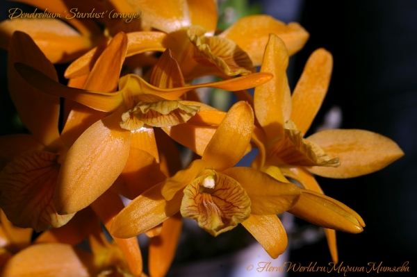 Dendrobium 'Stardust' (orange)
Ключевые слова: Dendrobium 'Stardust' (orange)