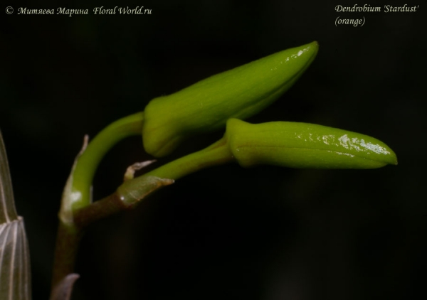 Dendrobium 'Stardust'  (orange)
Ключевые слова: Dendrobium Stardust orange