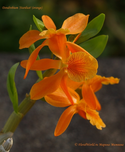 Dendrobium 'Stardust'
Ключевые слова: Dendrobium 'Stardust'