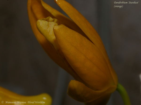 Dendrobium 'Stardust'  (orange)
Ключевые слова: Dendrobium Stardust orange