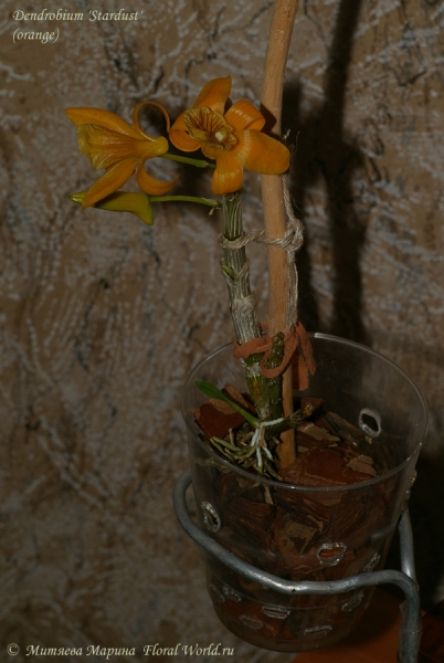 Dendrobium 'Stardust'  (orange)
Ключевые слова: Dendrobium Stardust orange