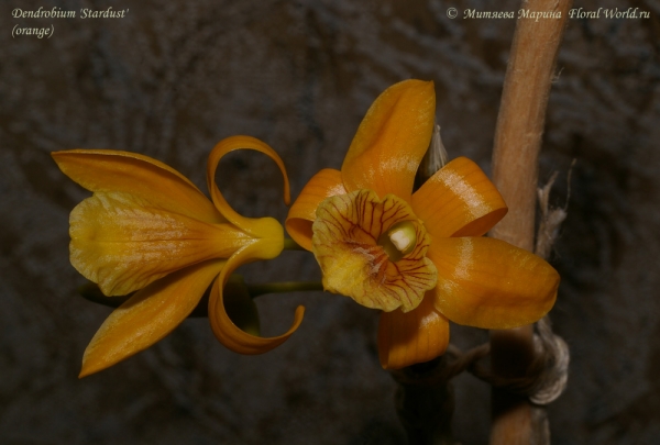 Dendrobium 'Stardust'  (orange)
Ключевые слова: Dendrobium Stardust orange