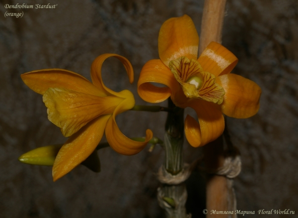 Dendrobium 'Stardust'  (orange)
Ключевые слова: Dendrobium Stardust orange