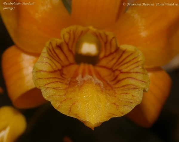 Dendrobium 'Stardust'  (orange)
Ключевые слова: Dendrobium Stardust orange